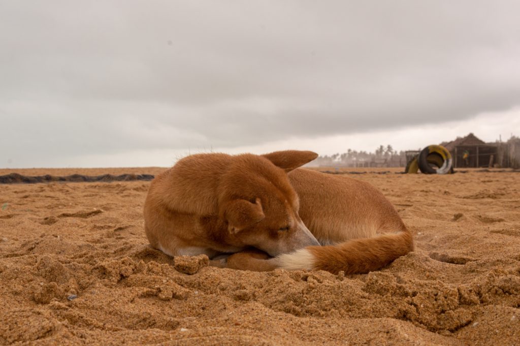 Article : La destinée fauchée des chiens laissés à leur seul instinct